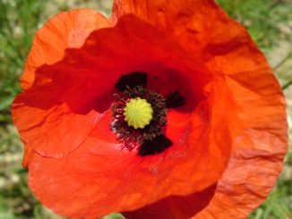 Mohnblume_ Danzer_Christine