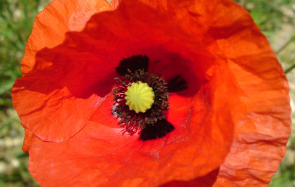 Mohnblume_Danzer_Christine Mohnblume_ Danzer_Christine