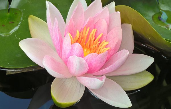 Seerose