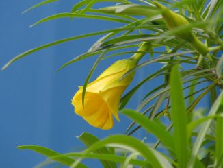 Gelbe Blume -Foto: Danzer_Christine - go4jesus
