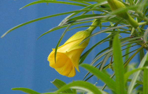 gelb_blume_danzer Gelbe Blume -Foto: Danzer_Christine - go4jesus