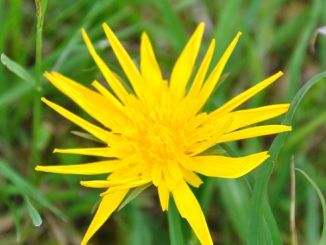 Gelbe Blume - Foto: Christine Danzer - go4jesus