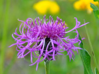 Flockenblume - Foto: Christine Danzer - go4jesus
