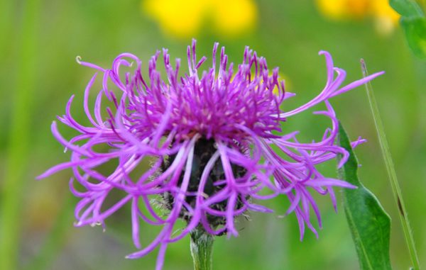 flockenblume_danzer Flockenblume - Foto: Christine Danzer - go4jesus