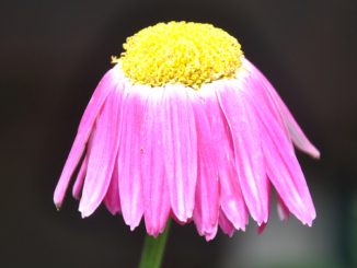 Rosa Blume - Foto: Christine Danzer - go4jesus