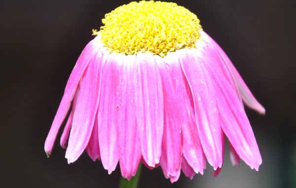 rosa_danzer Rosa Blume - Foto: Christine Danzer - go4jesus