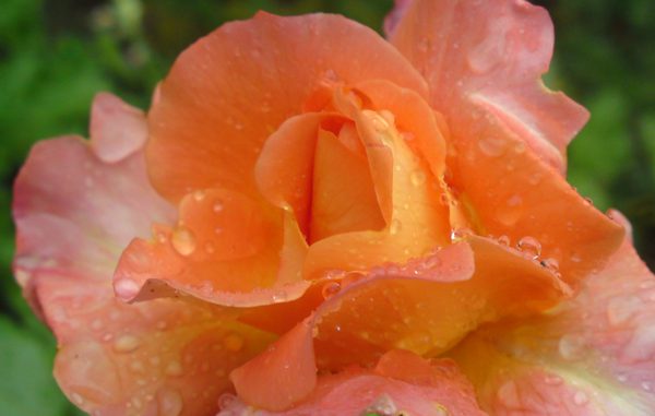 rose_Danzer Rose mit Tropfen - Foto: Christine Danzer - go4jesus