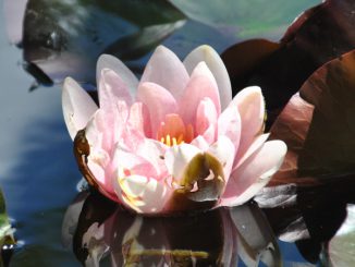 Seerose - Foto: Christine Danzer - go4jesus