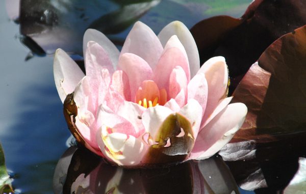 seerose_02_danzer Seerose - Foto: Christine Danzer - go4jesus