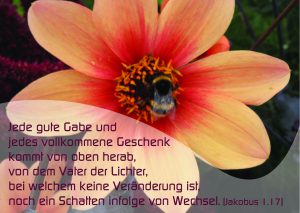 Blume mit Hummel - Jakobus 1,17 - Christine Danzer -go4jesus