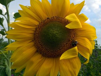 Bild einer Sonnenblume -go4jesus - Foto: Christine Danzer