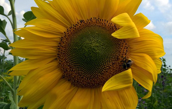 sonnenblume-go4jesus- Christine Danzer Bild einer Sonnenblume -go4jesus - Foto: Christine Danzer