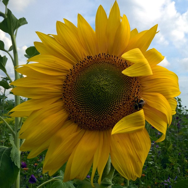 Bild einer Sonnenblume -go4jesus - Foto: Christine Danzer