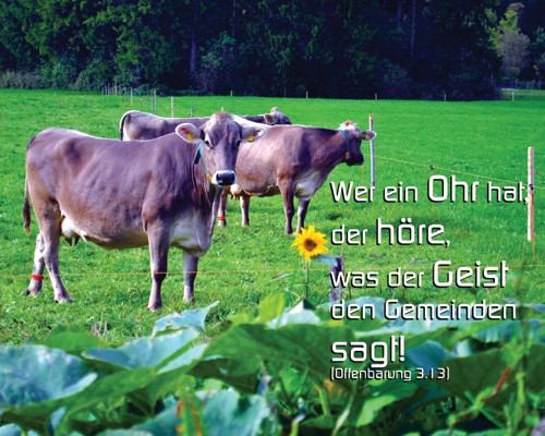 Kühe auf dem Feld - Wer Ohren hat der höre - Christine Danzer - go 4 jesus