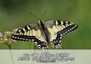 Schmetterling- Bibelzitat 1. Kor. 16,23 - go 4 jesus - Danzer, Christine