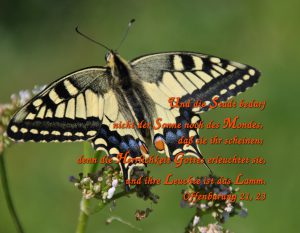 Schwalbenschwanz - Schmetterling- Offenbarung 21, 23 -herrlichkeit _gottes- Christine Danzer - go 4 jesus