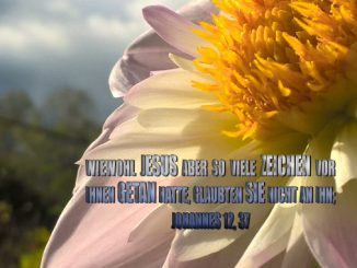 Rosa Blume - go 4 jesus -bibel - Christine Danzer