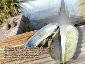 Süßwassermuschel - Mt. 13,45-46 - Foto: Christine Danzer - go 4 Jesus -Bibel