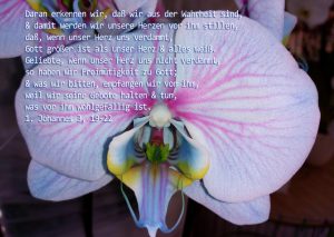 Rosa Orchidee mit Bibelzitat, Christine Danzer - go 4 jesus - Bibel