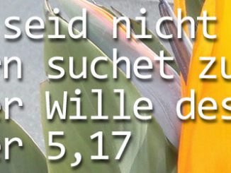 header_bibel_beten02 - Foto: Christine Danzer - go 4 Jesus - Bibel