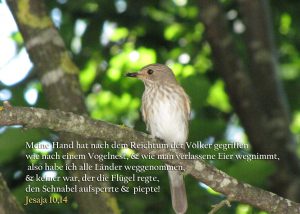 Grauschnäpper Altvogel, Jesaja 10,14, Foto: Christine Danzer, go 4 Jesus, Bibel