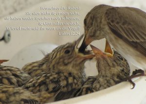 Grauschnäppermutter beim Füttern, Lukas 12,24, Foto: Christine Danzer - go 4 Jesus, Bibel