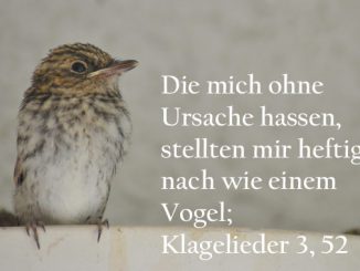 Grauschnäpper - Klagelieder 3,53 , Foto: Christine Danzer, go 4 Jesus, Bibel _kla_3_52
