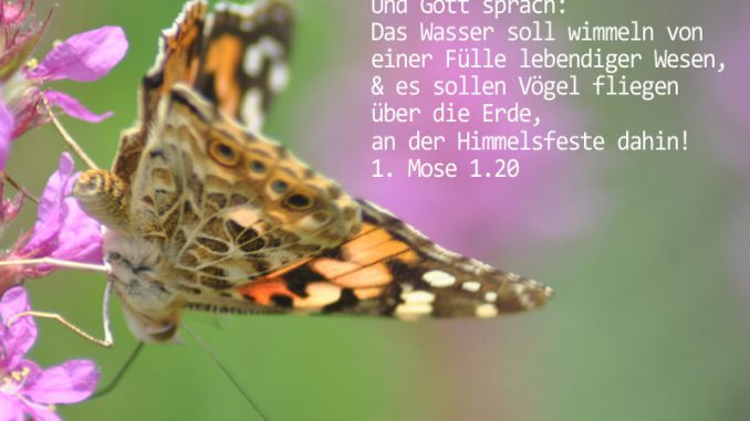 beitrag kleiner Fuchs, Foto: Christine Danzer, go 4 Jesus, Bibel, Jesus