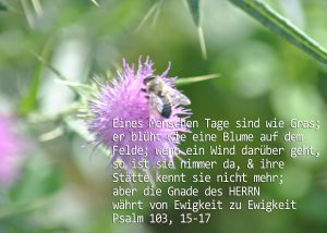 Distel mit Biene, Psalm 103, Foto: Christine Danzer, go 4 Jesus, Bibel, Jesus