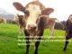Kühe, Sprüche 12.10, Foto: Christine Danzer go 4 Jesus