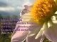 Bibelzitat, Blume mit Psalm 72,7, Bibel, Jesus, Foto: Danzer, Christine