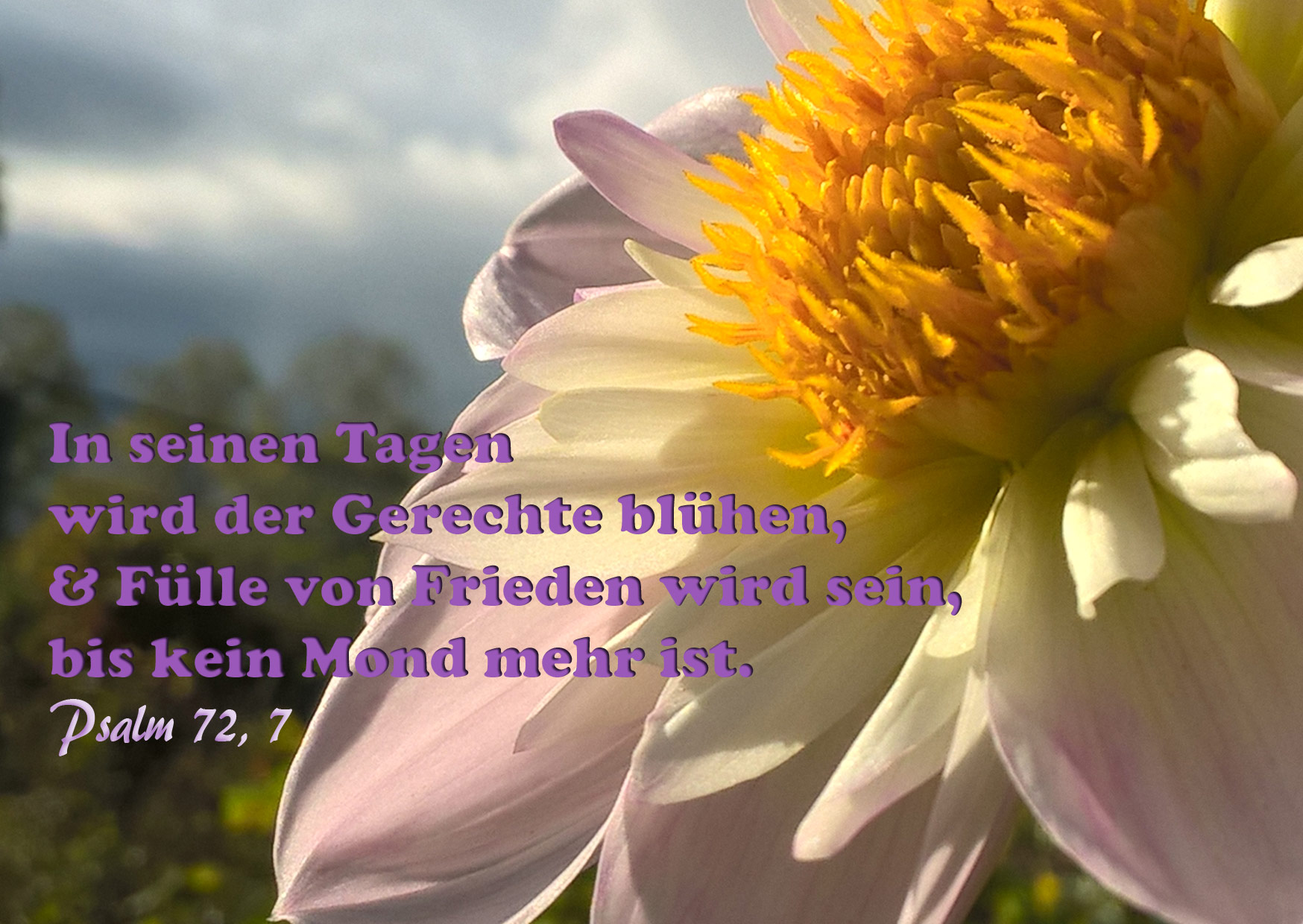 Bibelzitat, Blume mit Psalm 72,7, Bibel, Jesus, Foto: Danzer, Christine 