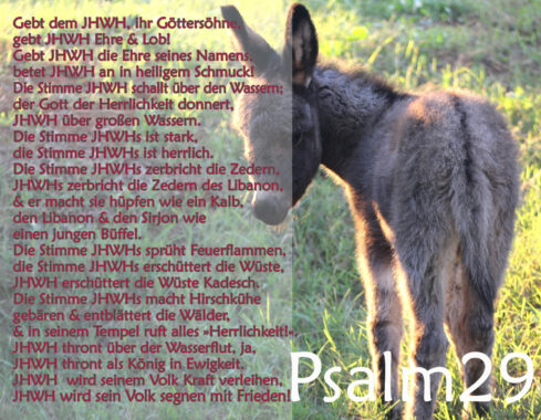 Bibel, Esel mit Psalm 29, Foto: Thomas Hoffmann, go 4 Jesus