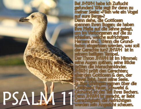 Bibel, Möwe mit Psalm 11, Foto: Thomas Hoffmann, go 4 Jesus