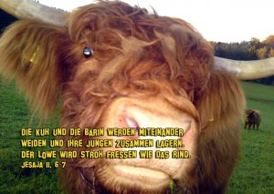 Die Kuh und die Bärin werden miteinander weiden - Jesaja 11, 6-7- Christine Danzer -go4jesus