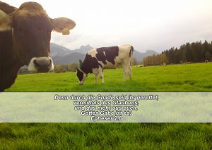 Kühe - Bibelzitat -Gnade-Epheser 2,8- go 4 jesus, Danzer, Christine