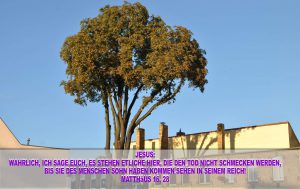 Baum in der Nähe der Schlosskirche in Wittenberg - Christine Danzer - go 4 jesus - bibel
