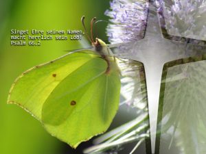 Schmetterling- Psalm 66,2 - Foto: Christine Danzer - go 4 jesus