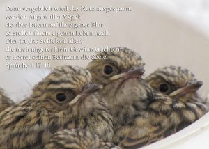 Grauschnäpper im Nest, Sprüche 1, 17-18, Foto: Christine Danzer go 4 Jesus, Bibel