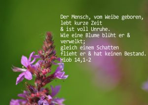 Blutweiderich mit Hiob 141, 2 Foto: Christine Danzer, go 4 Jesus, Bibel, Jesus,