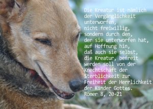 Hund, Römer 8,20-21, Foto: Danzer, Christine, go 4 Jesus, Jesus, Bibel