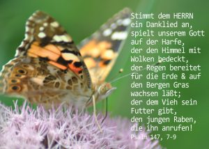 Kleiner Fuchs, Psalm 147, 9 , Foto: Danzer, Christine, go 4 Jesus, Bibel, Jesus,