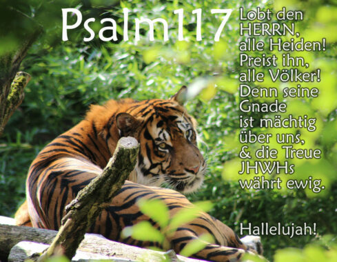 Tiger mit Psalm 117, Bibel Foto: Thomas Hoffmann, go 4 jesus
